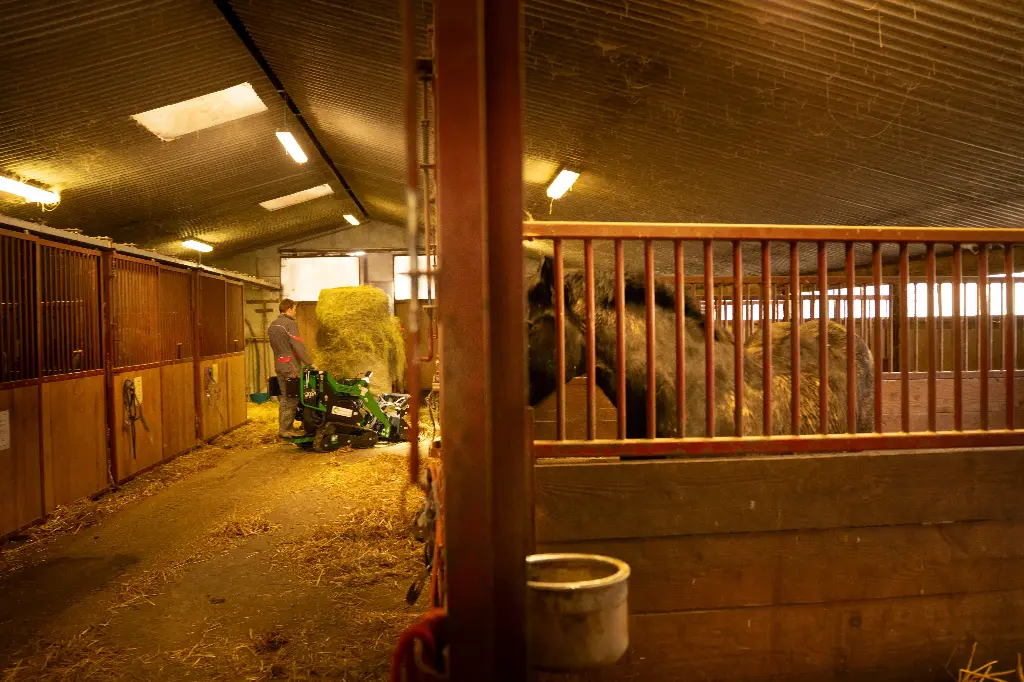 Chargeurplus vous présente le mini chargeur vert en utilisation dans une écurie, manœuvrant une balle de foin dans l'allée centrale entre les boxes, avec un cheval visible au premier plan, illustrant sa compacité idéale pour travailler en espaces intérieurs agricoles.