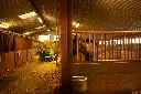 Chargeurplus vous présente le mini chargeur vert en utilisation dans une écurie, manœuvrant une balle de foin dans l'allée centrale entre les boxes, avec un cheval visible au premier plan, illustrant sa compacité idéale pour travailler en espaces intérieurs agricoles.